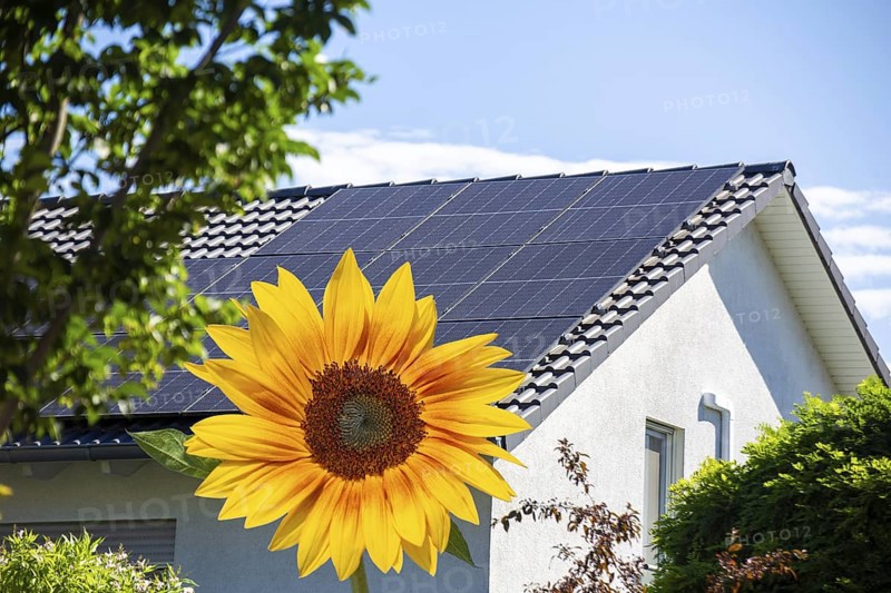 (Photomontage) Solar roof on a detached house with sunflower in the foreground