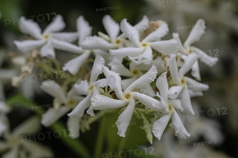 Orange blossom (Choisya ternata), Veneto, Italy