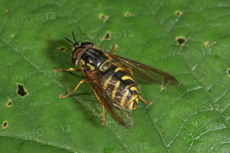 A wasp wasp fly (Chrysotoxum intermedium) basking on a leaf, Baden-WÃ¼rttemberg, Germany