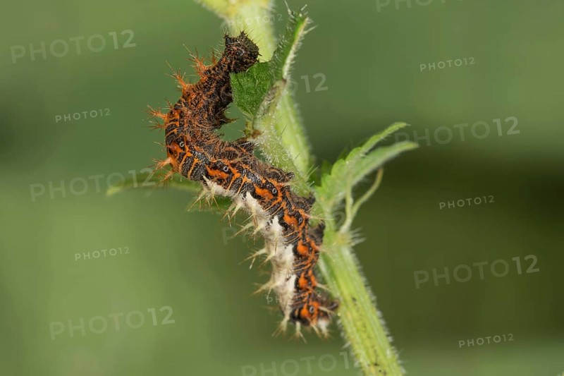 A caterpillar of the C-moth (Polygonium C-album) feeding on stinging nettle leaves, Baden-WÃ¼rttemberg, Germany
