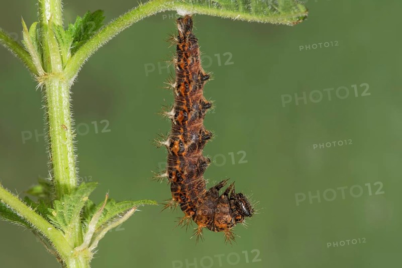 A spiny caterpillar of the C-moth (Polygonium C-Album) has hung up to pupate on a stinging nettle leaf, Baden- WÃ¼rttemberg, Germany