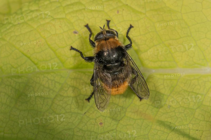 A bumblebee hoverfly (Volucella bombylans) sitting on a green leaf, its wings are visible, Baden-WÃ¼rttemberg, Germany