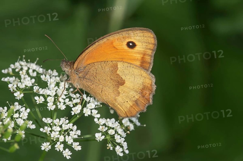 A female ox-eye daisy (Maniola jurtina) sitting on white flowers of hogweed (Heracleum sphondylium), Baden-WÃ¼rttemberg, Germany