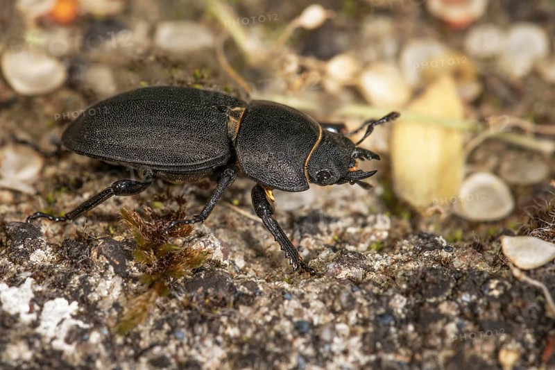 A lesser stag beetle (BDorcus parallelipipedus) crawls across the ground, Baden-WÃ¼rttemberg, Germany