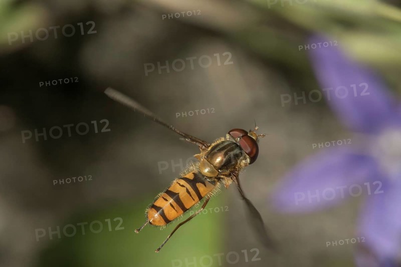 A winter hoverfly (Episyrphus balteatus) in the air, Baden-WÃ¼rttemberg, Germany