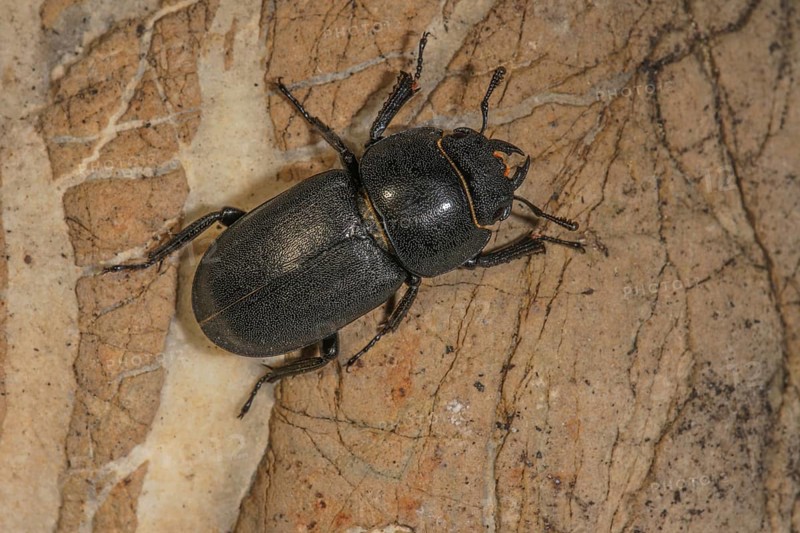 A lesser stag beetle (Dorcus parallelipipedus) sitting on a bark surface, Baden-WÃ¼rttemberg, Germany