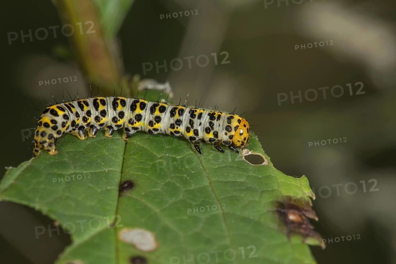 A colourful patterned caterpillar of the brownroot monk (Cucullia scrophulariae) on a leaf of the knotted brownroot (Srophularia nodosa), Baden-WÃ¼rttemberg, Germany