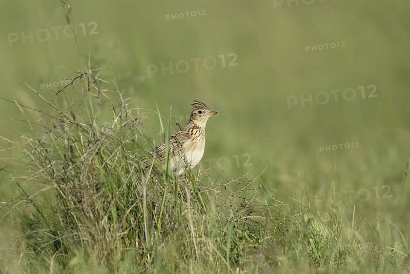 With erect feather cap... Skylark (Alauda arvensis) sitting in the grass of a meadow, endangered character bird of our meadows and fields, typical but endangered bird in open country, native nature, Meerbusch, Lower Rhine, North Rhine-Westphalia, Germany, Western Europe