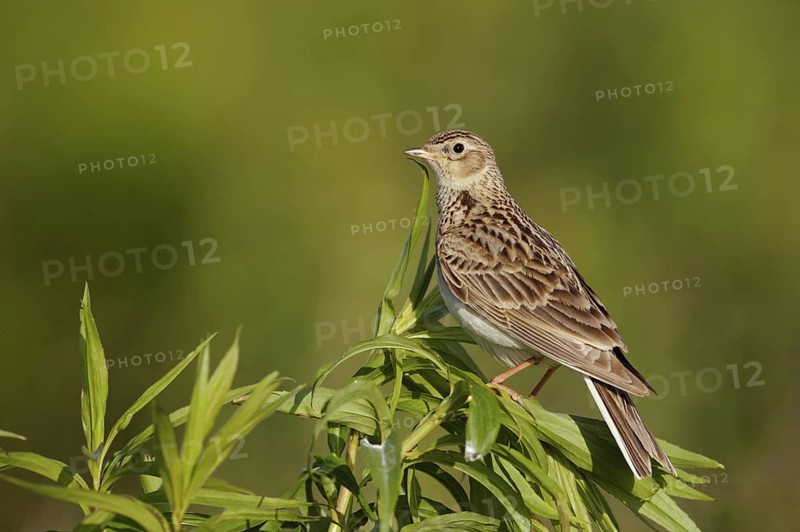 Attentive... Skylark (Alauda arvensis), native character bird, typical songbird, ground-nesting bird of open fields, sitting on a tall plant, looking around, native nature, Meerbusch, Lower Rhine, North Rhine-Westphalia, Germany, Western Europe
