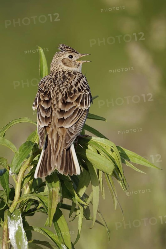 Looking over the shoulder... Skylark (Alauda arvensis) sings with its feather cap raised on a field plant, a wild weed, rear view of the generally popular and well-known typical native songbirdAttention... Skylark (Alauda arvensis), native character bird, typical songbird, ground-nesting bird of open fields, sitting on a tall plant, looking around, native nature, Meerbusch, Lower Rhine, North Rhine-Westphalia, Germany, Western Europe