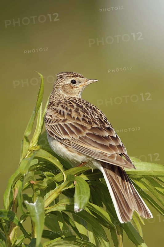 Looking back... Skylark (Alauda arvensis), native bird of character, typical songbird, ground-nesting bird of open fields, sitting on a tall plant, looking aroundAttentively... Skylark (Alauda arvensis), looking around, native nature, Meerbusch, Lower Rhine, North Rhine-Westphalia, Germany, Western Europe