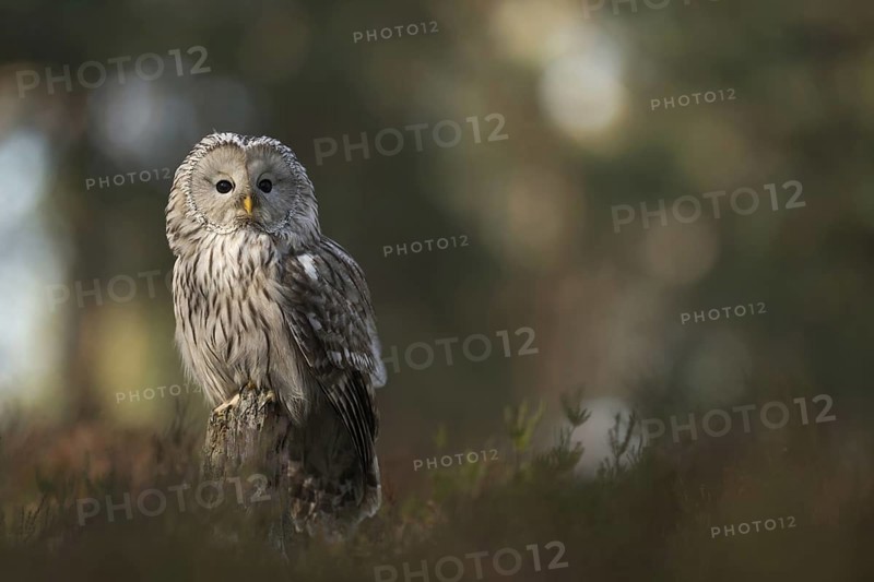 Reintroduction project... Ural owl (Strix uralensis), rare native owl, typical hunter, forest owl, often not very shy, reintroduction is promoted by nature conservation projects, native nature, Central and Northern Europe