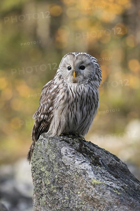 In autumnal surroundings... Ural owl (Strix uralensis), one of the most beautiful owls in Europe, rests early in the morning on a rock at the edge of the forest, in the background bright autumn leaves of birch trees, native nature, Central and Northern Europe