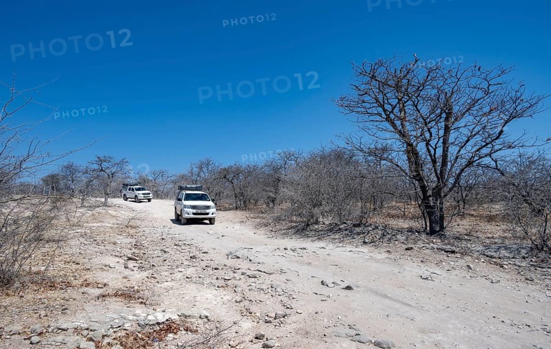 Two off-road vehicles between dry bushes on a sandy track, Makgadikgadi salt pans, Botswana