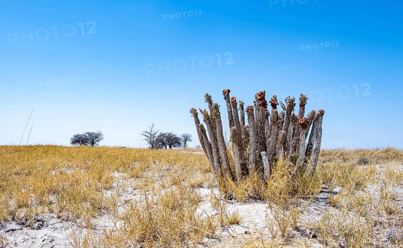 Flowering cactus (Hoodia currorii) in arid landscape, Makgadikgadi salt pans, Botswana