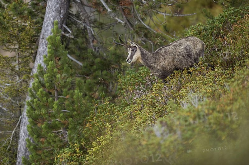 Between the mountain pines... Chamois (Rupicapra rupicapra), chamois in the vegetation of a steep slope on a mountain in the Alps, first autumnal colours, natural high alpine environment, late summer in the mountains, native nature, Alps, High Alps, Bernese Oberland, Switzerland, Western Europe