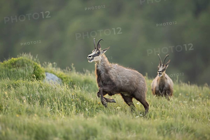 Wild chase... Chamois (Rupicapra rupicapra), two chamois engage in a wild chase, chase each other, run and jump across a spring-like mountain meadow, duel of chamois bucks, territorial behaviour, early summer in the mountains, native nature, Vosges, France, Western Europe