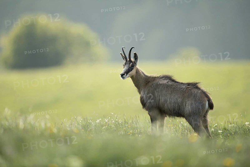 Chamois (Rupicapra rupicapra), chamois standing in the fresh grass of a spring blooming flower meadow in the mountains, perfect side view in early light, beautiful thick long-haired fur, early summer in the mountains, native nature, Vosges, France, Western Europe