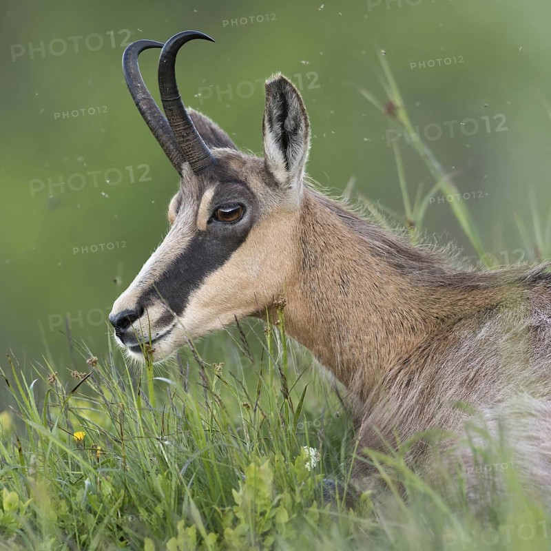 Chamois, chamois (Rupicapra rupicapra) lies, rests in the fresh grass of a mountain meadow in the Berchtesgardener Land, summer meadow in the Alps, chews the cud, recovers, chamois are ruminants, therefore interrupt their daily activity again and again to digest ingested food, clear, detailed picture, native nature, early summer in the mountains, Alps, Bavaria, Bavarian Alps, Berchtesgardener Land, Germany, Western Europe