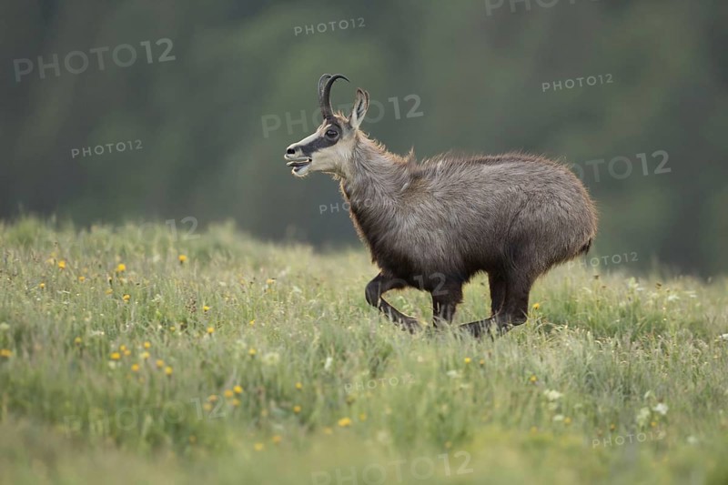 At a fast run... Chamois (Rupicapra rupicapra), rushing, running across a spring flowering meadow in the mountains, perfect sideways shot in early light, beautiful thick long-haired fur, early summer in the mountains, native nature, Vosges, France, Western Europe