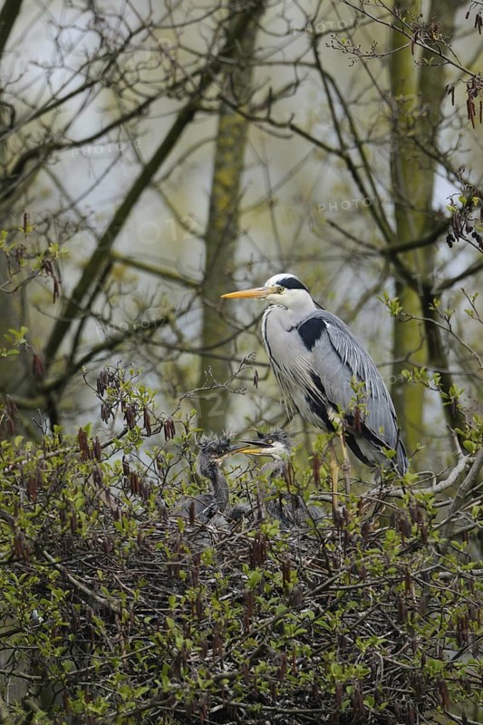 Offspring... Grey heron (Ardea cinerea) at the nest high in a tree, in an alder, adult bird together with three young birds, two of them clearly visible, squabbling, little ruffians, funny animal pictures, local nature, Meerbusch, Rhineland, Lower Rhine, North Rhine-Westphalia, Germany, Western Europe