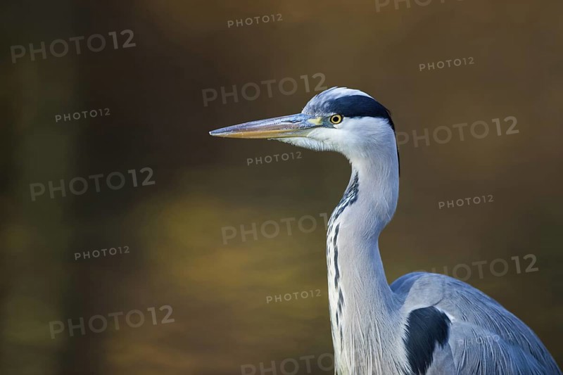 Portrait at the city pond...Grey heron (Ardea cinerea), detailed close-up, head portrait in front of atmospheric, natural background, autumnal colours, native nature, Rhineland, Lower Rhine, North Rhine-Westphalia, Germany, Western Europe