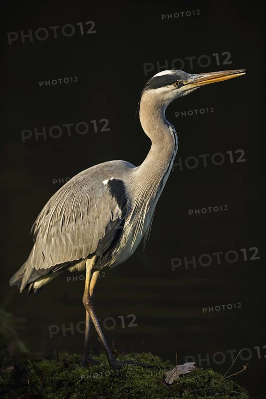 In the spotlight... Grey heron (Ardea cinerea) in wonderful, atmospheric light, very beautiful, typical posture, dark, almost mystical image, native nature, Rhineland, Lower Rhine, North Rhine-Westphalia, Germany, Western Europe