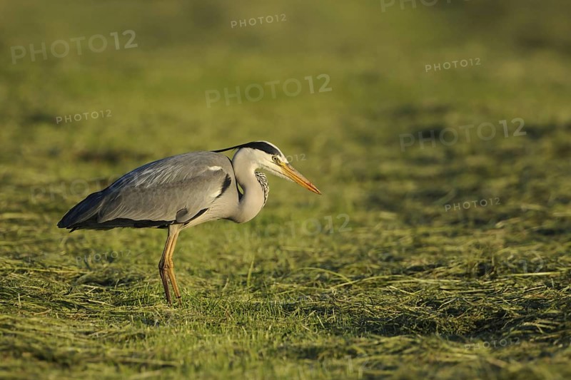 After the mowing... Grey heron (Ardea cinerea) searches a freshly mown meadow for food (mowing victim), native nature, Meerbusch, Rhineland, Lower Rhine, North Rhine-Westphalia, Germany, Western Europe
