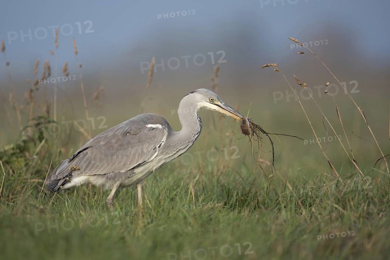 Catching mice... Grey heron (Ardea cinerea) after successfully catching prey with a mouse in its beak in the natural environment of a meadow, native nature, Bislicher Insel, Wesel district, Lower Rhine, North Rhine-Westphalia, Germany, Western Europe