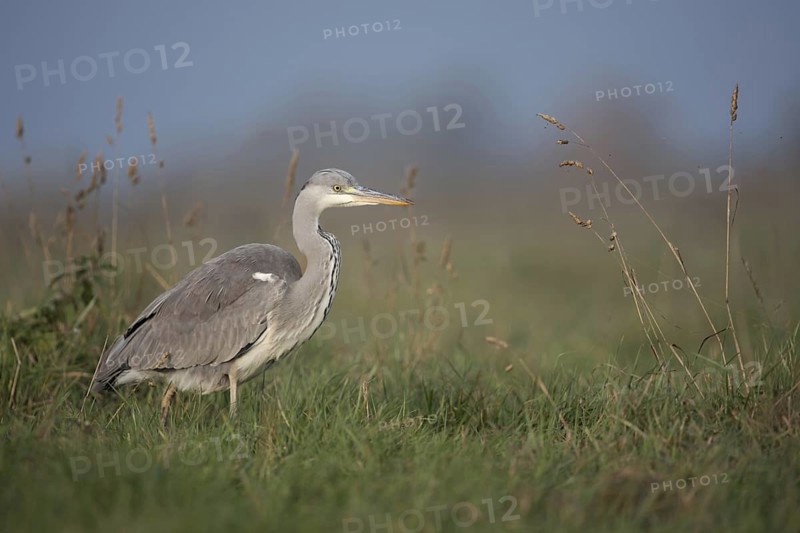 Food opportunist... Grey heron (Ardea cinerea) runs through the tall grass of a meadow in search of food, in addition to mice and frogs, grey herons also eat young hares, take nests from meadow breeders and more, native nature, Bislicher Insel, Wesel district, Lower Rhine, North Rhine-Westphalia, Germany, Western Europe