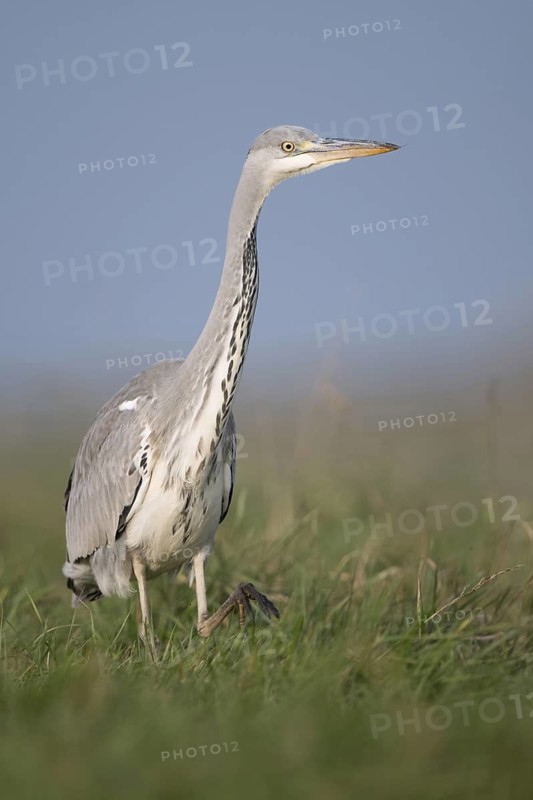 Research... Grey heron (Ardea cinerea) striding through a high meadow while hunting, particularly low, impressive point of view, mouse perspective, funny picture, local nature, Bislicher Insel, district Wesel, Lower Rhine, North Rhine-Westphalia, Germany, Western Europe