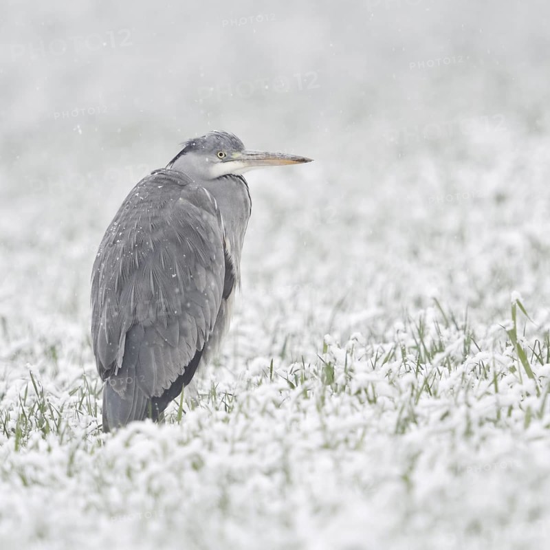 Grey heron (Ardea cinerea) stands in winter in heavy snowfall on a snow-covered meadow, in a field, winter wheat field, protects itself against the wet cold, seems to freeze, looks funny, native wildlife in winter, native nature, Bislicher Insel, district Wesel, Lower Rhine, North Rhine-Westphalia, Germany, Western Europe