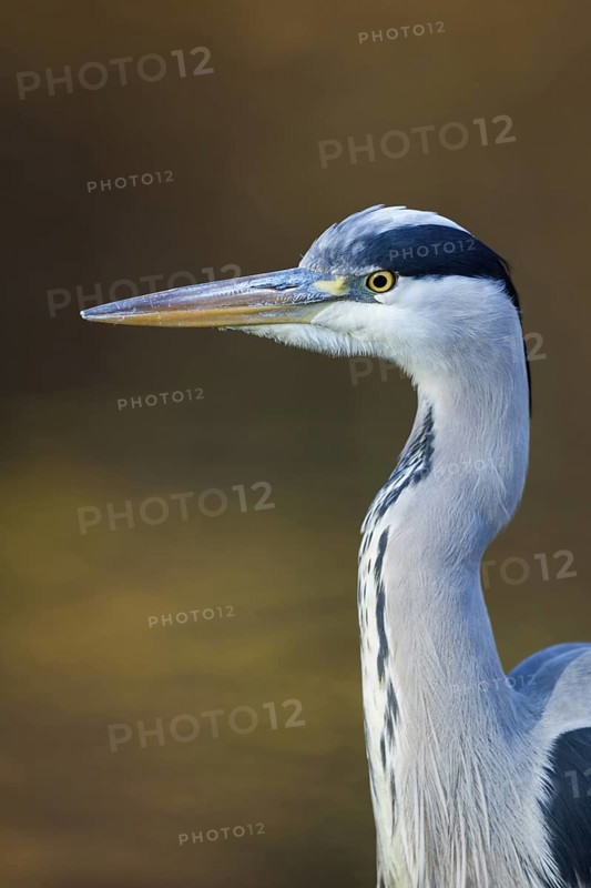 Portrait at the city pond...Grey heron (Ardea cinerea), detailed close-up, head portrait in front of atmospheric, natural background, autumnal colours, native nature, Rhineland, Lower Rhine, North Rhine-Westphalia, Germany, Western Europe
