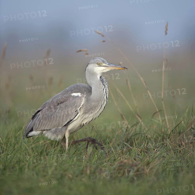 Well fed... Grey heron (Ardea cinerea), well-known, frequently observed walking bird in many places, walking through high grass, through a damp meadow, gentle, soft colours, clear light, native nature, Bislicher Insel, Wesel district, Lower Rhine, North Rhine-Westphalia, Germany, Western Europe