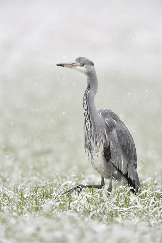 Grey heron (Ardea cinerea) walking through a snow-covered meadow in winter during heavy snowfall, a field, winter wheat field, looks funny, native wildlife in winter, native nature, Bislicher Insel, Wesel district, Lower Rhine, North Rhine-Westphalia, Germany, Western Europe