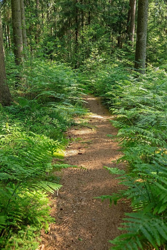 Path through bracken, forest, Sieversen, Rosengarten, Lower Saxony, Germany