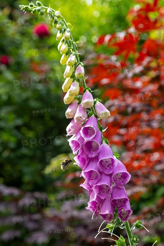 Common foxglove (Digitalis purpurea), bumblebee approaching, Sieversen, Rosengarten, Lower Saxony, Germany