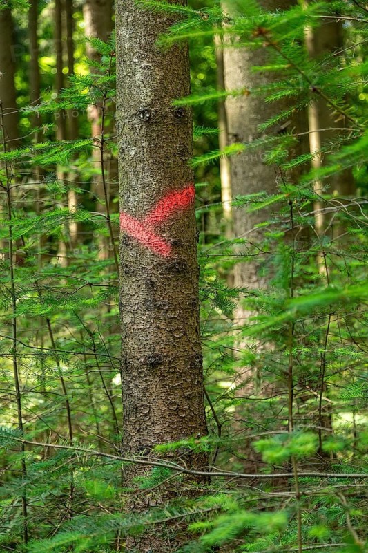 Tree marked for felling, forest, Sieversen, Rosengarten, Lower Saxony, Germany