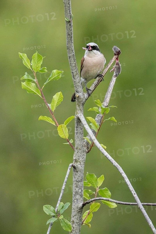 Red-backed shrike (Lanius collurio) with impaled mouse, Emsland, Lower Saxony, Germany