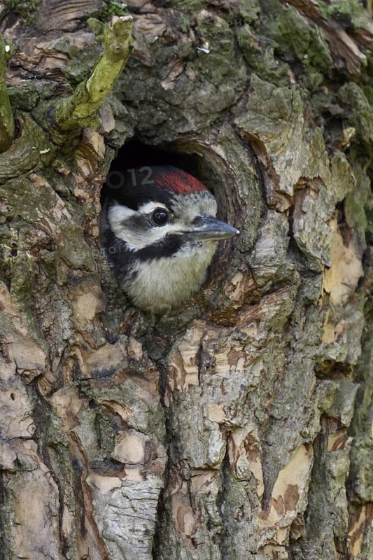 Young woodpecker... Great spotted woodpecker (Dendrocopos major), young, almost fledged woodpecker looks out of its nesting cavity with interest, can hardly wait to leave the tree cavity, local nature, Meerbusch, Rhineland, Lower Rhine, North Rhine-Westphalia, Germany, Western Europe