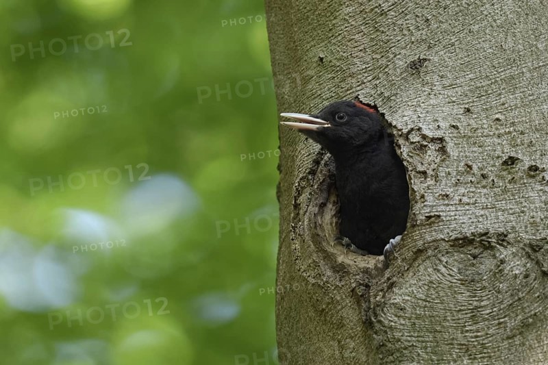 Cute to look at... Black woodpecker (Dryocopus martius), young female black woodpecker, short red head plate, sits in the entrance of her breeding cavity in an old beech tree, looks out, almost climbs out, will soon be fledged, begs for food, funny picture, series animal children, wildlife, native nature, Meerbusch, Rhineland, Lower Rhine, North Rhine-Westphalia, Germany, Western Europe