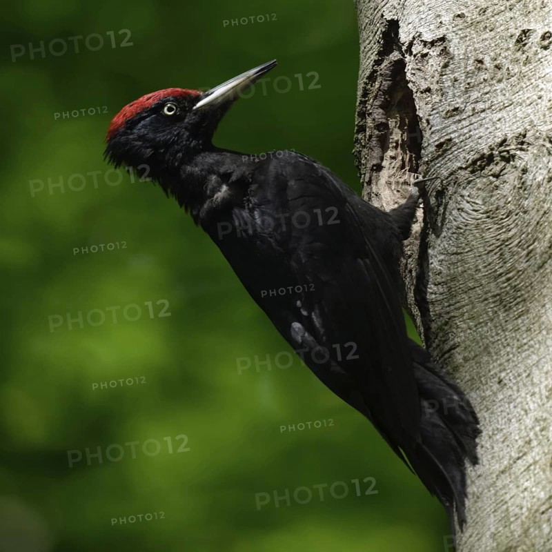 Black woodpecker (Dryocopus martius), adult male, sitting in typical pose in front of his breeding cavity in an old beech tree, largest native woodpecker species, woodpecker, requires old trees as habitat for breeding and foraging, wildlife, native nature, Meerbusch, Rhineland, Lower Rhine, North Rhine-Westphalia, Germany, Western Europe