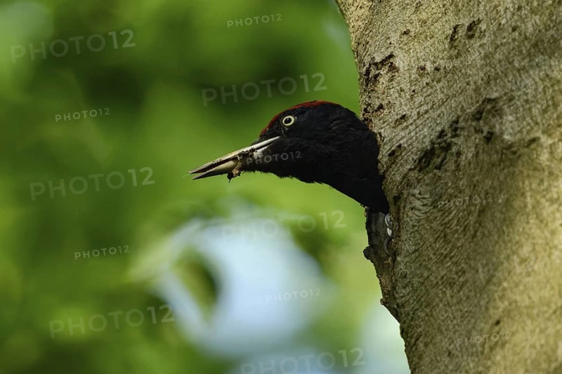 Black woodpecker (Dryocopus martius), adult male, looks out of his breeding cavity in an old beech tree, holds excrement, faecal sac in his beak, brood hygiene, nest hygiene, keeps the woodpecker cavity clean, animal behaviour, largest native woodpecker species, woodpecker, old trees, wildlife, native nature, Meerbusch, Rhineland, Lower Rhine, North Rhine-Westphalia, Germany, Western Europe