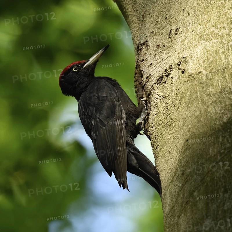 Black woodpecker (Dryocopus martius), adult male, sits in typical pose in front of his breeding cavity in an old beech tree, uses stable supporting tail for additional support, largest native woodpecker species, woodpecker, requires old trees as habitat for reproduction and foraging, wildlife, native nature, Meerbusch, Rhineland, Lower Rhine, North Rhine-Westphalia, Germany, Western Europe