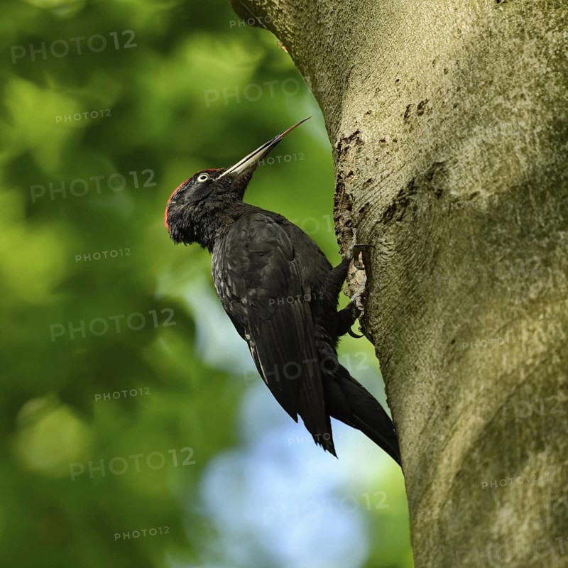 Woodpecker tongue... Black woodpecker (Dryocopus martius), adult male, sits in typical pose in front of his tree cavity in an old beech tree, sticks out his highly specialised long tongue, largest native woodpecker species, woodpecker, needs old trees as habitat for reproduction and foraging, wildlife, native nature, Meerbusch, Rhineland, Lower Rhine, North Rhine-Westphalia, Germany, Western Europe
