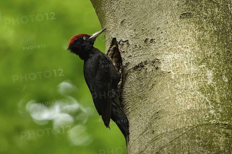Black woodpecker (Dryocopus martius), adult male, sits at his breeding cavity, tree cavity, nesting cavity, woodpecker cavity in an old beech tree, largest native woodpecker species, woodpecker, requires old trees as habitat for reproduction and foraging, wildlife, native nature, Meerbusch, Rhineland, Lower Rhine, North Rhine-Westphalia, Germany, Western Europe