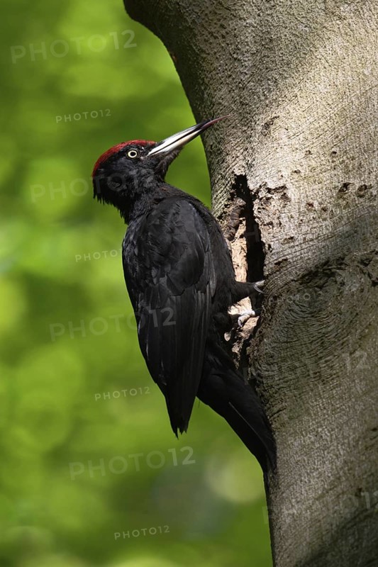 Black woodpecker (Dryocopus martius), adult male, sits in typical pose in front of his breeding den in an old beech tree, sticks out his highly specialised long tongue, largest native woodpecker species, woodpecker, needs old trees as habitat for breeding and foraging, wildlife, native nature, Meerbusch, Rhineland, Lower Rhine, North Rhine-Westphalia, Germany, Western Europe
