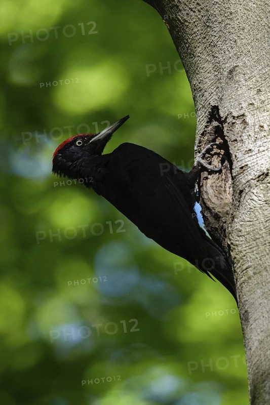 Black woodpecker (Dryocopus martius), adult male, sitting in a typical pose in front of his breeding cavity in an old beech tree, leaning far back, largest native woodpecker species, woodpecker, requires old trees as habitat for breeding and foraging, wildlife, native nature, Meerbusch, Rhineland, Lower Rhine, North Rhine-Westphalia, Germany, Western Europe