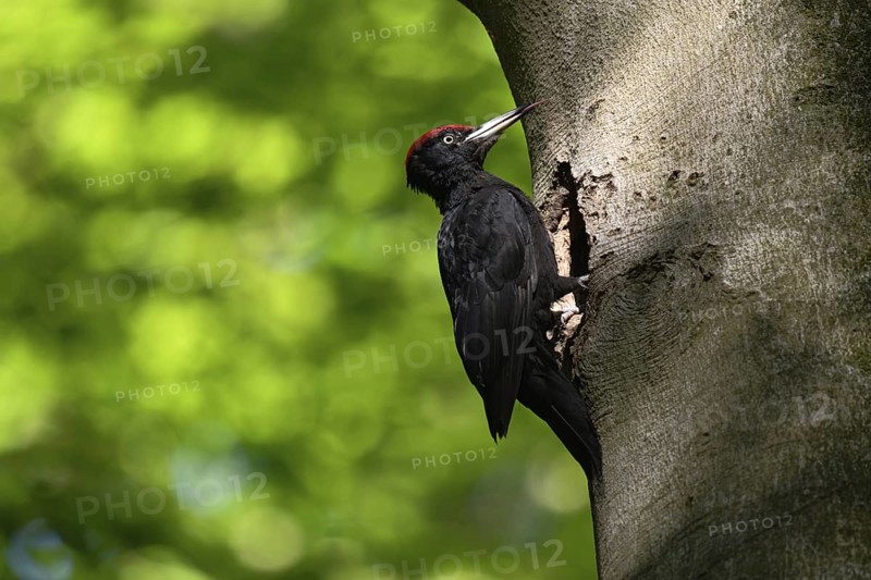 Black woodpecker (Dryocopus martius), adult male, sits in typical pose in front of his breeding den in an old beech tree, sticks out his highly specialised long tongue, largest native woodpecker species, woodpecker, needs old trees as habitat for breeding and foraging, wildlife, native nature, Meerbusch, Rhineland, Lower Rhine, North Rhine-Westphalia, Germany, Western Europe