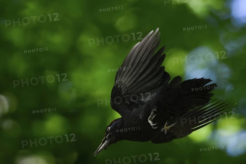 Black woodpecker (Dryocopus martius), adult bird in fast flight through the forest, has just left the breeding den, hastily on the move, largest native woodpecker species, woodpecker, old trees, wildlife, native nature, Meerbusch, Rhineland, Lower Rhine, North Rhine-Westphalia, Germany, Western Europe
